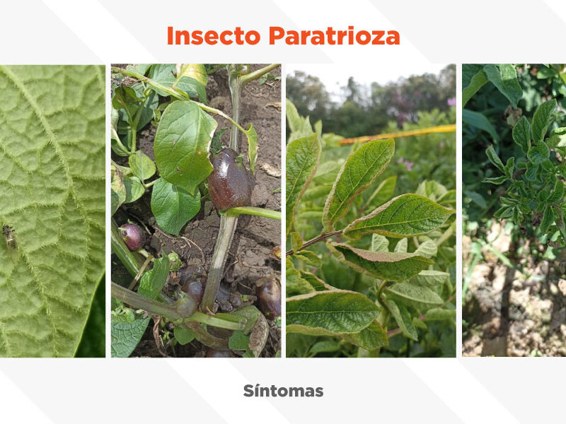 Insecto Paratrioza vector de la enfermedad de la punta morada de la papa.